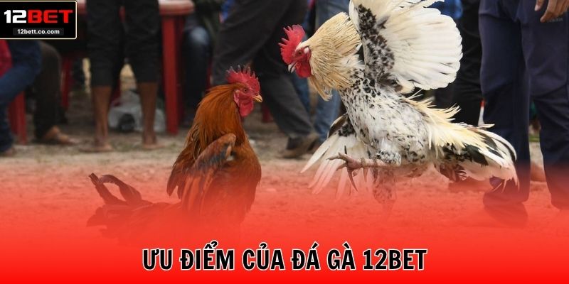 Ưu điểm của đá gà 12BET