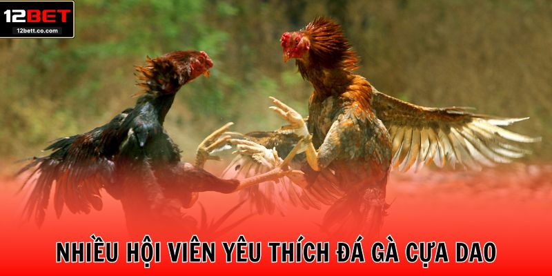 Nhiều hội viên yêu thích đá gà cựa dao
